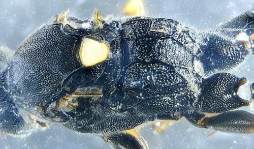 Réf. 310 800 : Spilothyrateles illuminatorius